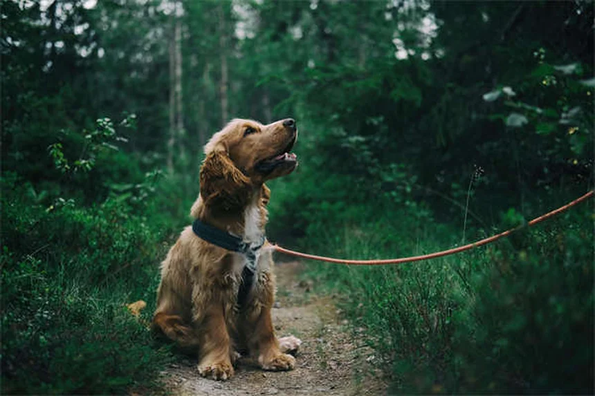 老犬を若返らせる6つの方法！私が実践したエイジングケア術