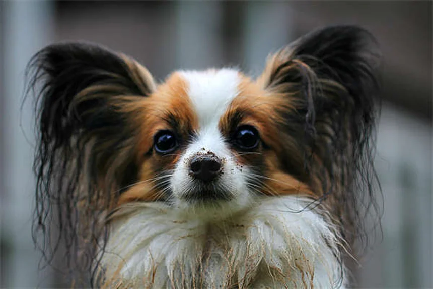 プロが明かす！愛犬のグルーミング6つの極意【飼い主必見】
