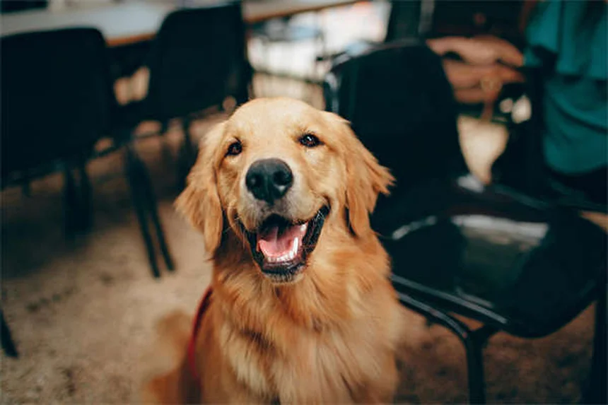 子犬の6〜9ヶ月、思春期のしつけとケアを徹底解説