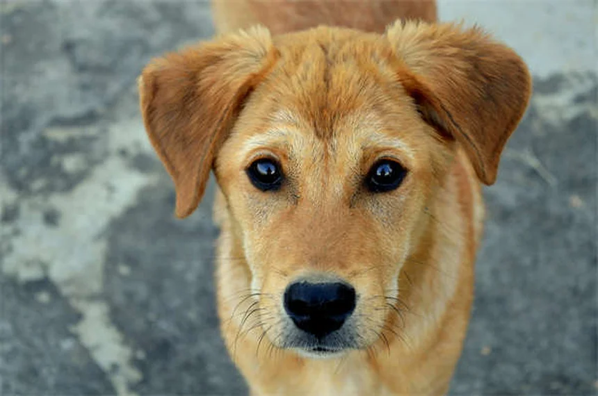 子犬の6〜9ヶ月、思春期のしつけとケアを徹底解説