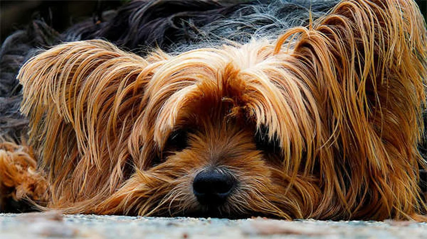 犬のDNA検査でわかる6つのミックス犬種とその魅力
