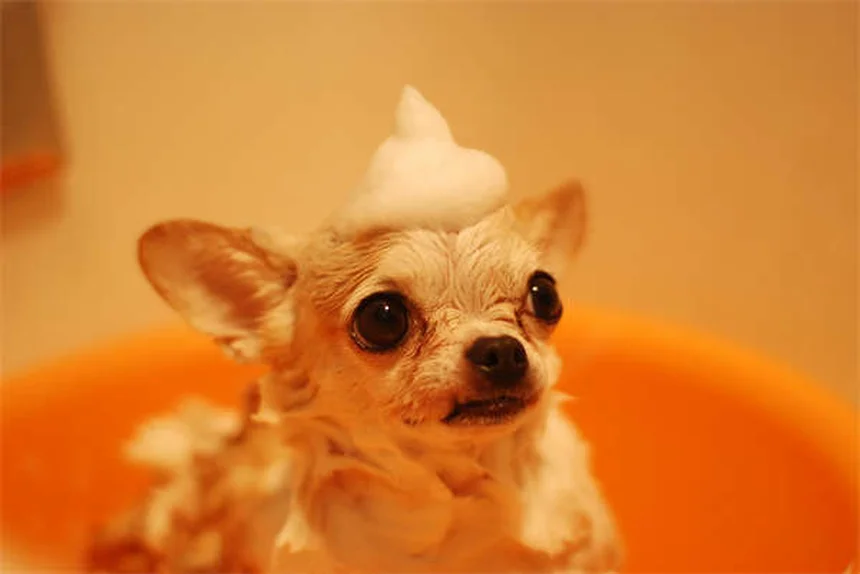 犬のDNA検査でわかる6つのミックス犬種とその魅力