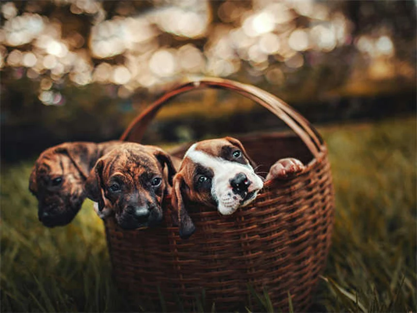 犬の舌の秘密12選！知られざる驚きの事実とは？