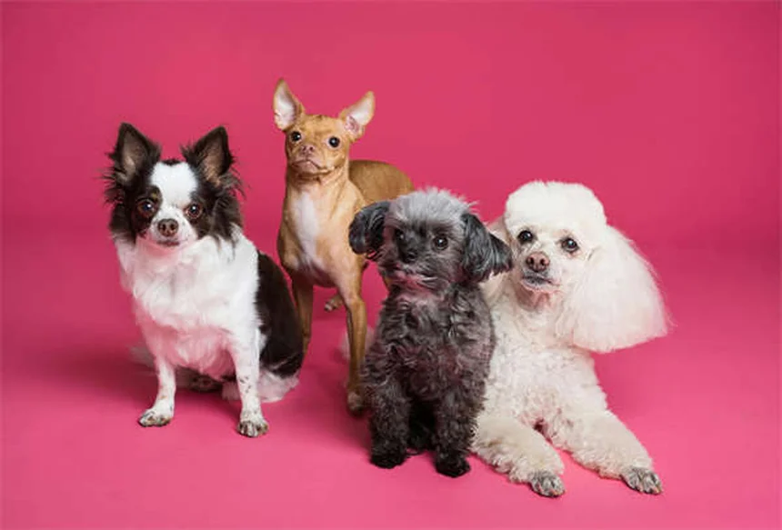 犬の唾液の真実9選｜抗菌効果から健康リスクまで徹底解説