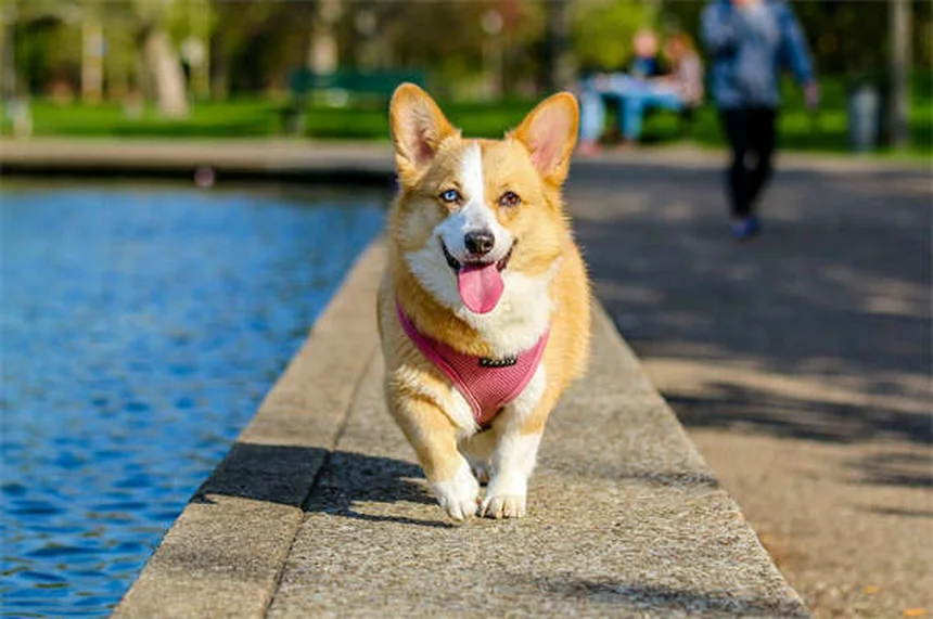 犬の唾液の真実9選｜抗菌効果から健康リスクまで徹底解説