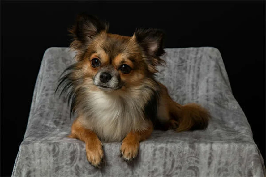 冬に増える愛犬の殺鼠剤誤飲、今すぐできる予防と緊急対処法