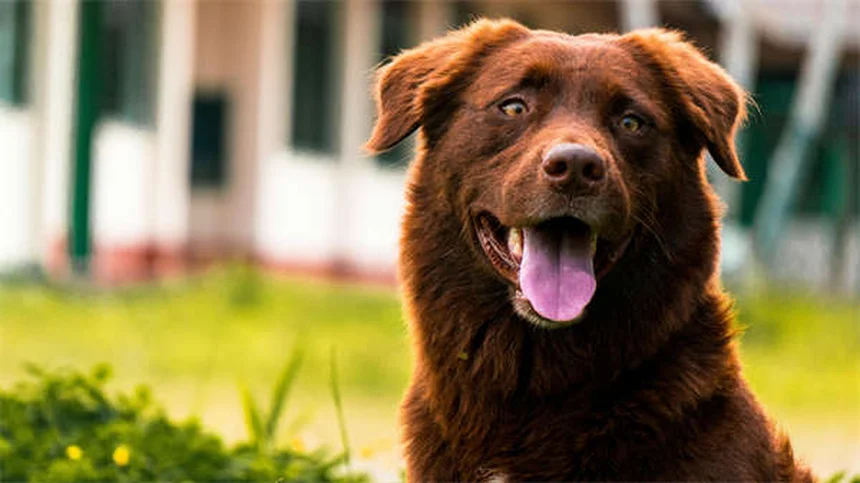 軍用犬の健康管理｜米軍獣医部隊の100年にわたる取り組み