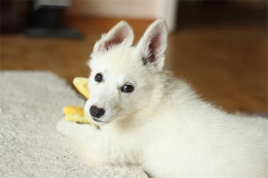 犬の社会化不足がもたらす本当のリスクとは？