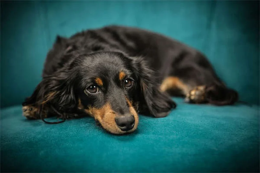 犬の冬服は必要？寒がり犬種の防寒対策とセーター選びのコツ