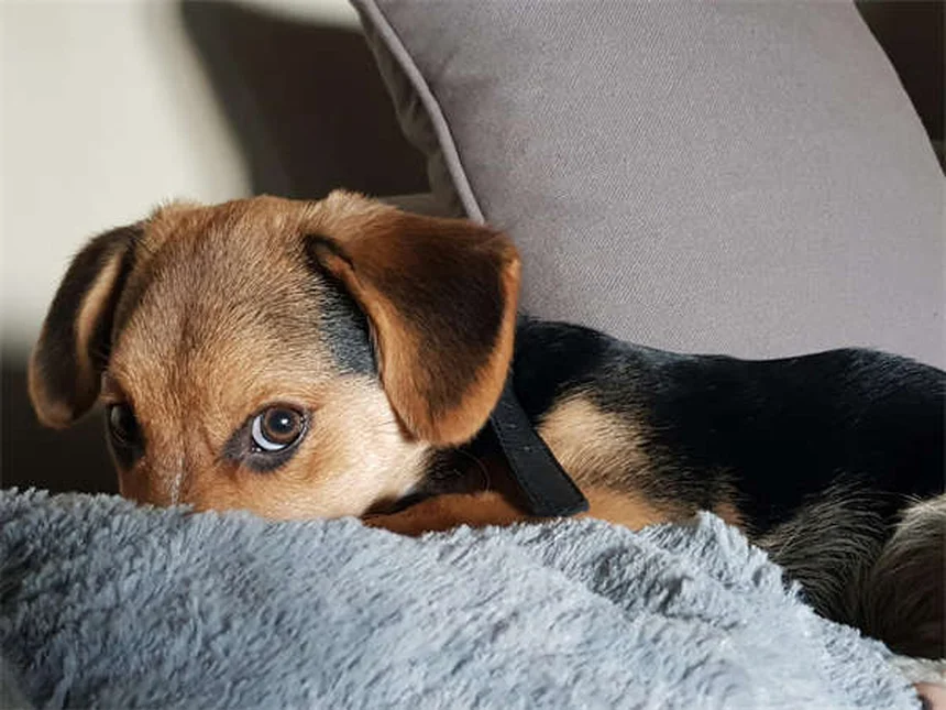 犬の目やにの種類、5つのタイプで見分け方と受診サインを解説