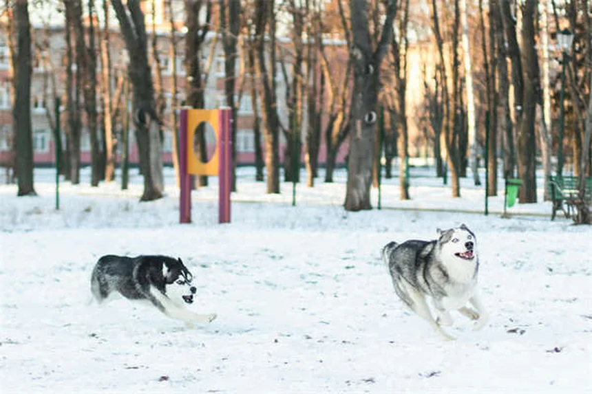 犬が幸せな時の13のサイン｜愛犬の気持ちがわかるボディランゲージ解説
