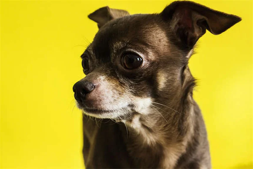 犬の匂いを消す7つの簡単テクニック【プロが教える裏ワザ】