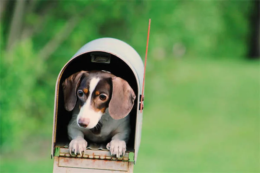 犬と安全に過ごすクリスマスツリー対策7選