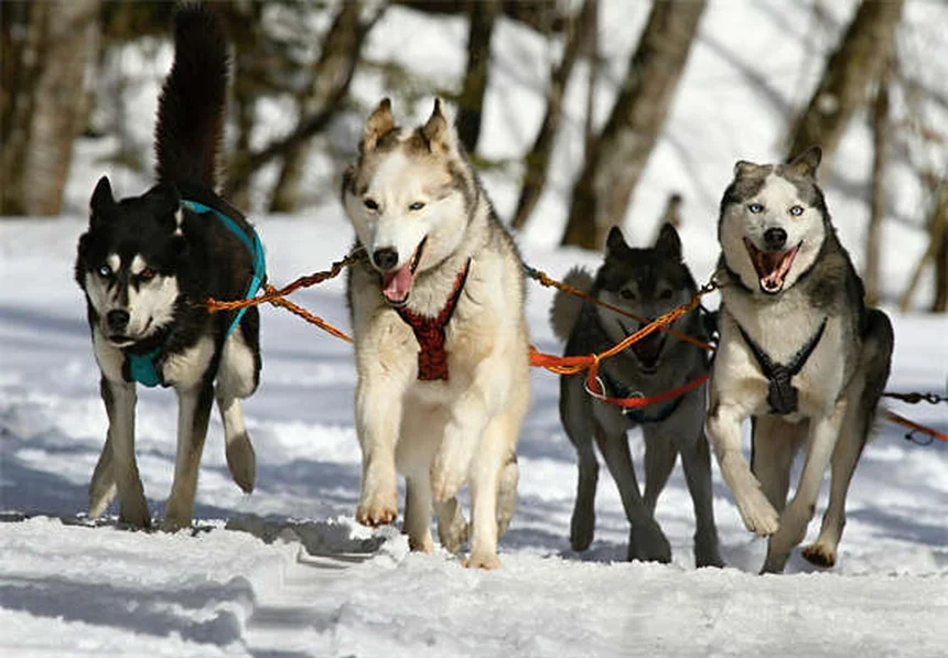 D&Gの犬用香水「Fefé」は安全？獣医が教える正しい使い方