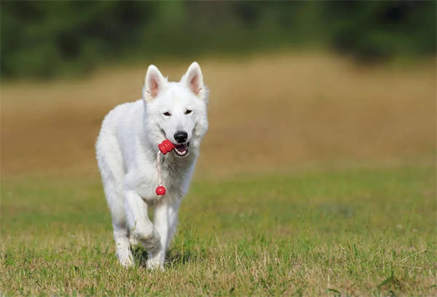 愛犬とお出かけする際の安全対策7選｜夏のイベントで気をつけること