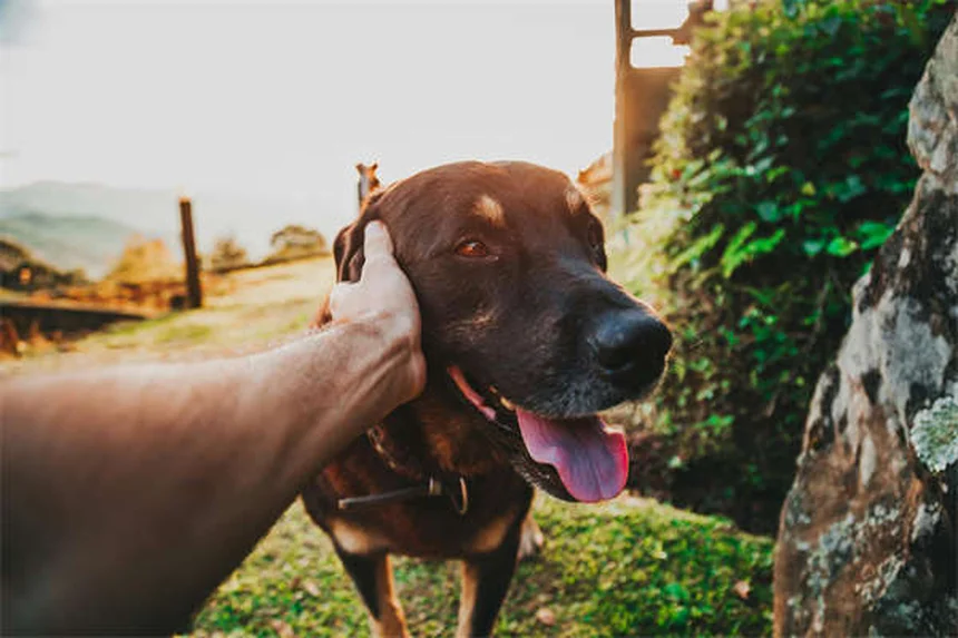 愛犬とお出かけする際の安全対策7選｜夏のイベントで気をつけること