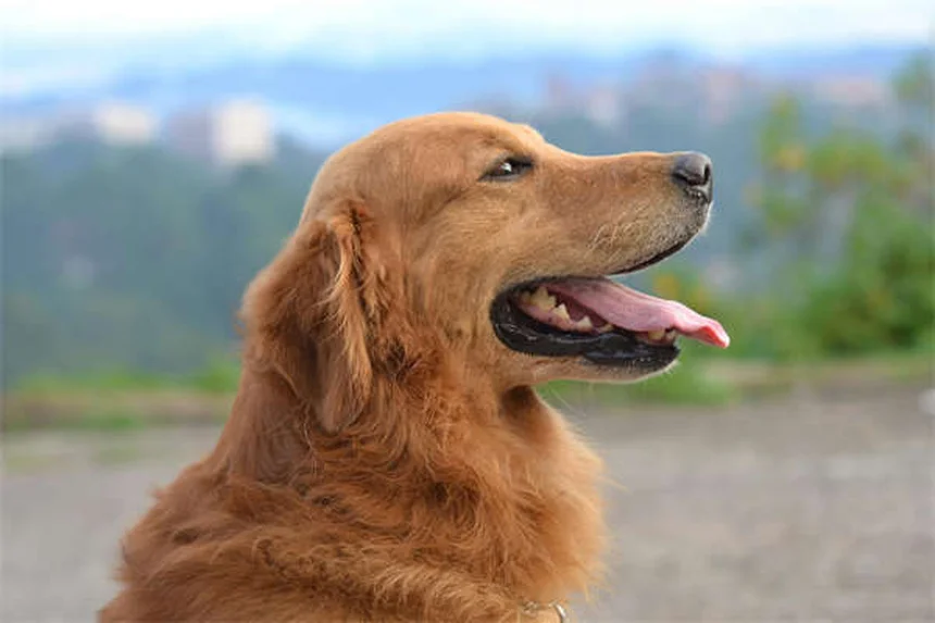犬は夢を見る？愛犬の寝言や動きからわかる夢の秘密5選
