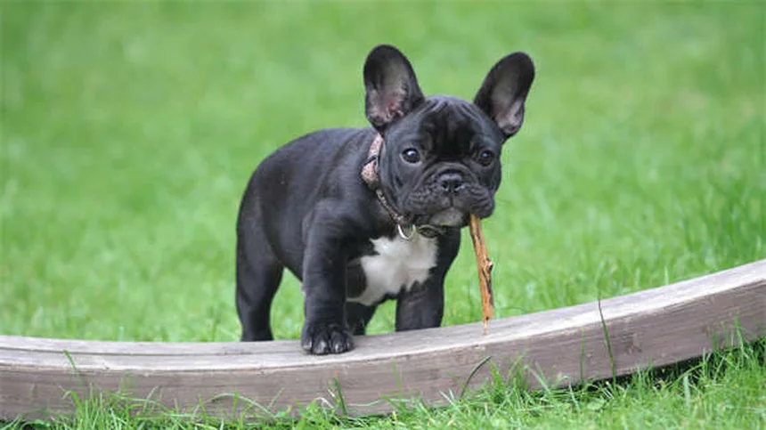 犬が何でも舐める理由とは？獣医師が教える7つの原因と対処法
