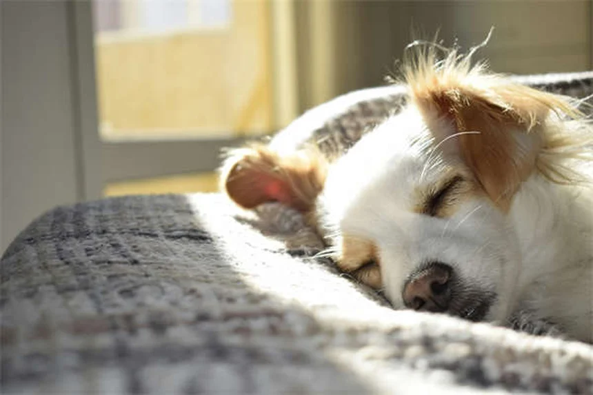 犬が何でも舐める理由とは？獣医師が教える7つの原因と対処法
