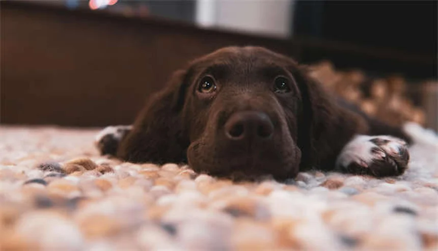 犬が人の股間を嗅ぐ理由とは？専門家が解説する意外な真実