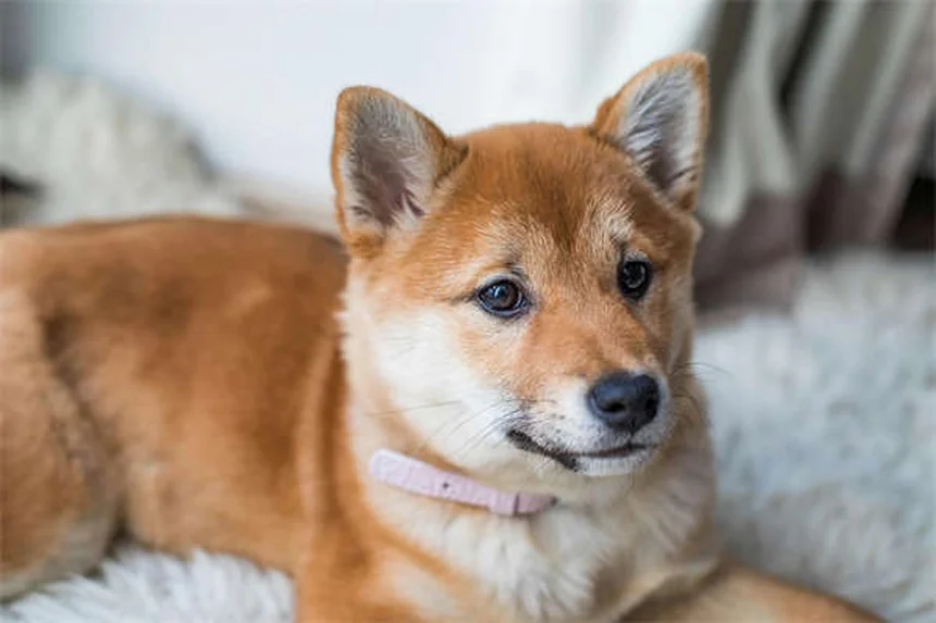 犬は一度に何匹の子犬を産む？知っておきたい繁殖の基本