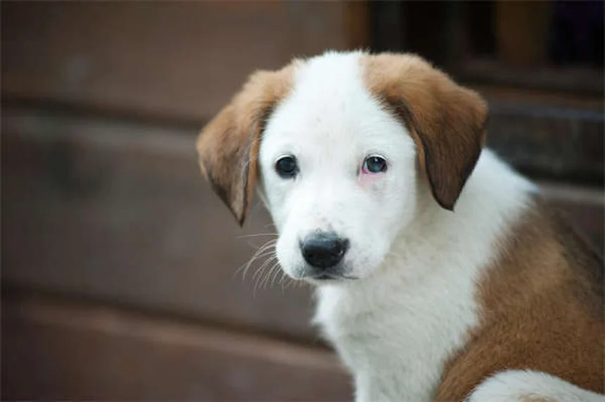 犬猫のがん治療中の運動管理｜適切な運動量と痛みの見分け方