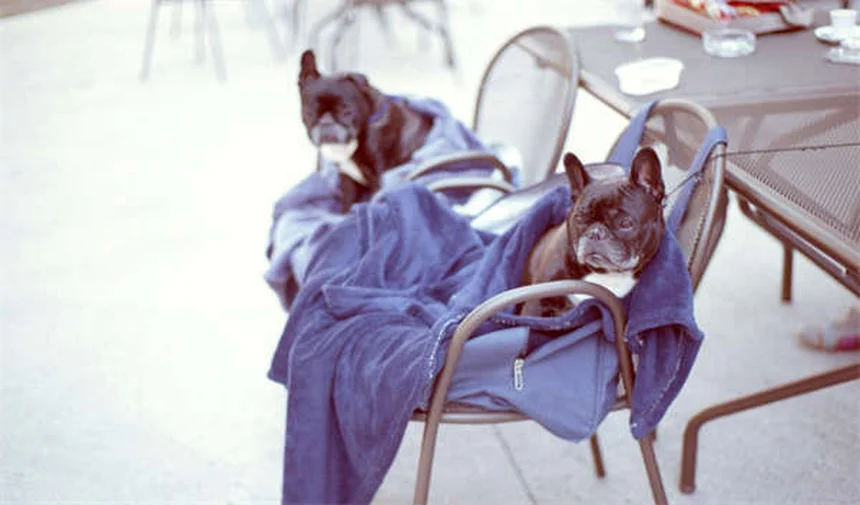 馬力とは？意外と知らないパワーの単位を徹底解説