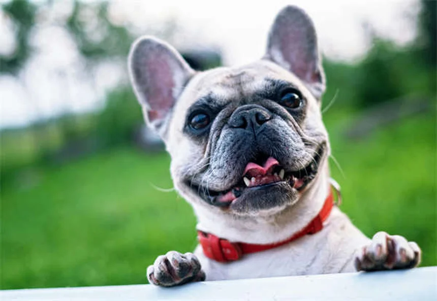 犬の首輪が危険？5つのリスクと安全な使い方【獣医師監修】