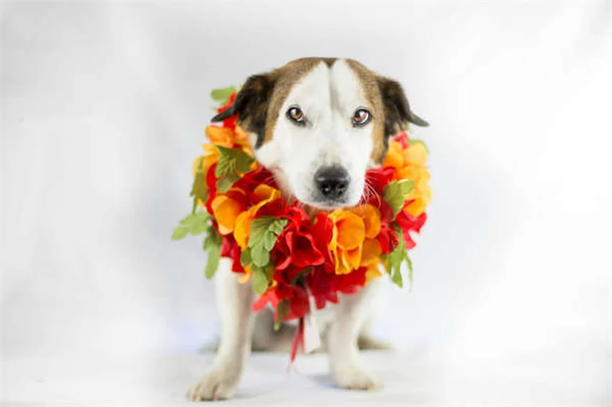 馬のビタミンK1投与｜獣医師が教える正しい使い方と注意点