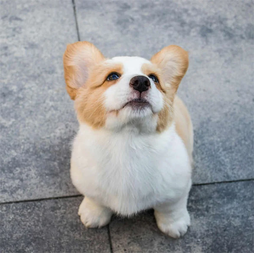 犬の散歩の健康効果10選：実は見落としがちなメリットを愛犬と一緒に