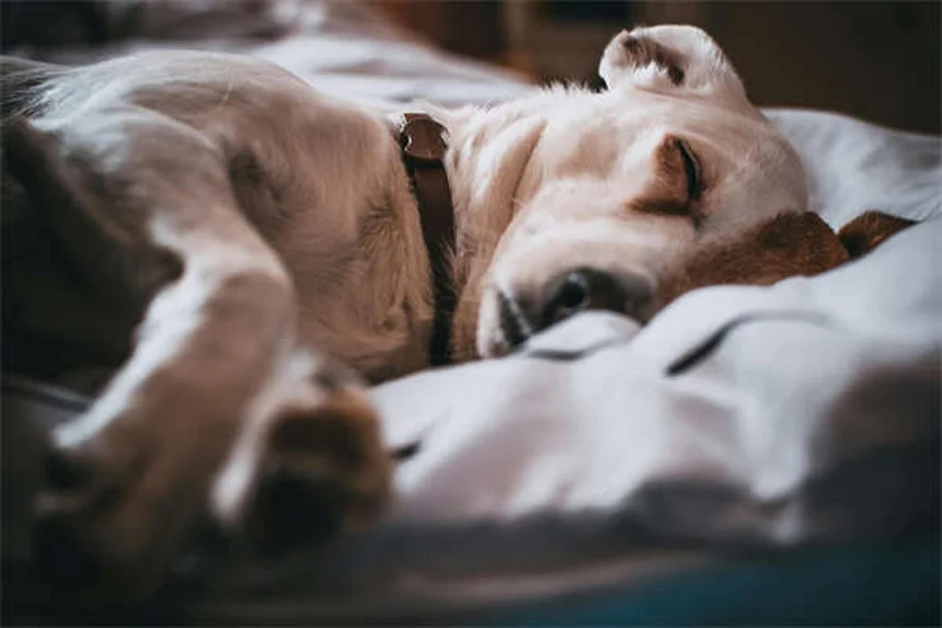 犬の散歩の健康効果10選：実は見落としがちなメリットを愛犬と一緒に
