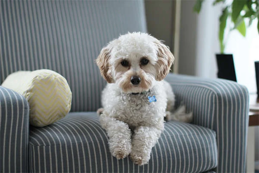 狩猟で愛犬を守る7つのポイント – 経験者による安全対策とチェックリスト