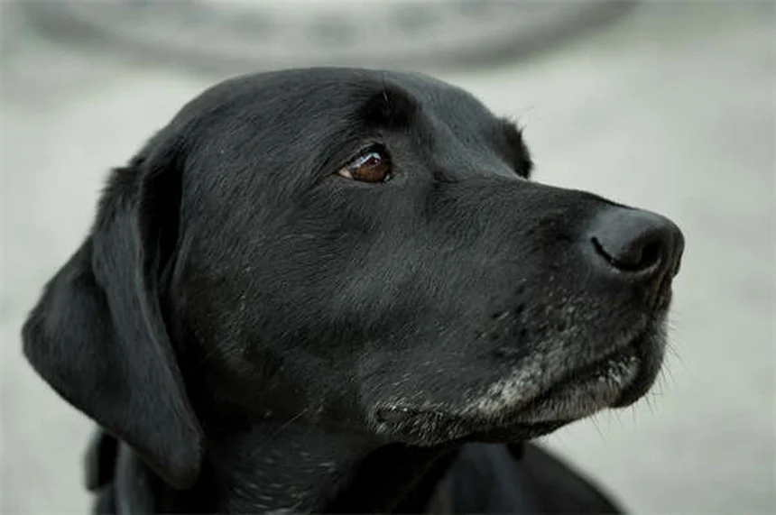 「家ではできるのに外でできない」を解決！犬のおすわりトレーニング完全ガイド