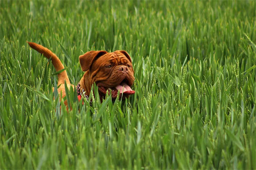 「家ではできるのに外でできない」を解決！犬のおすわりトレーニング完全ガイド