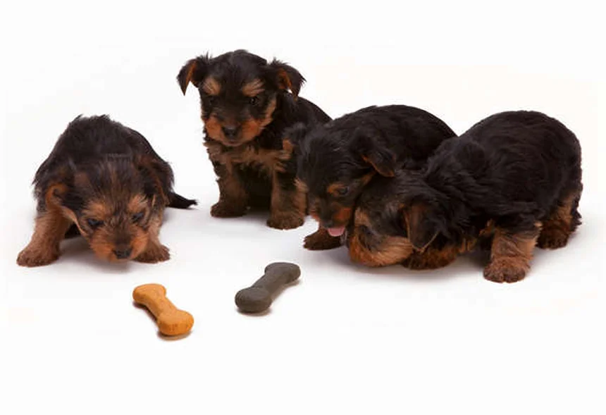 犬の涙やけの原因と正しいケア方法｜毎日の習慣で改善する完全ガイド