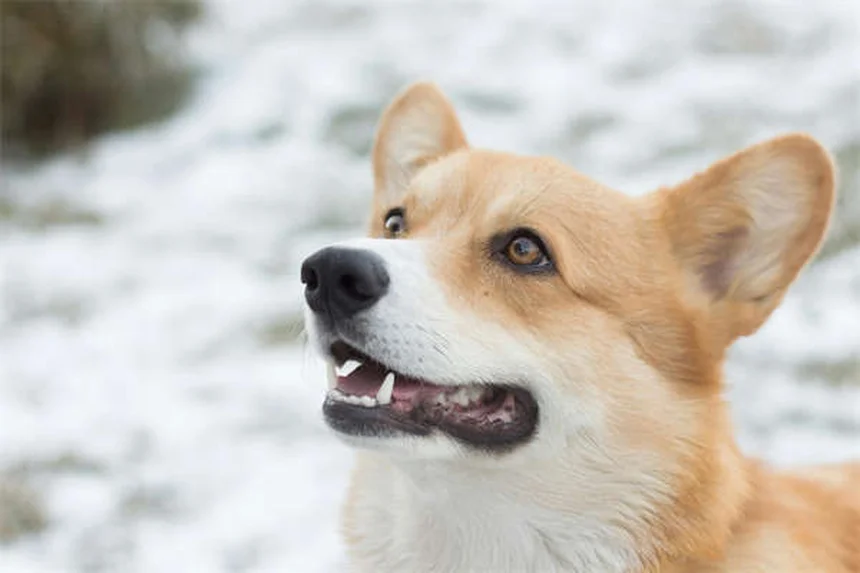 犬が蜂に刺された！症状と対処法を獣医師監修で解説