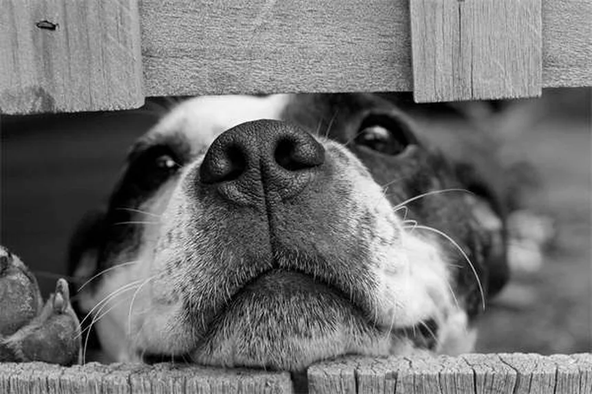 犬が蜂に刺された！症状と対処法を獣医師監修で解説