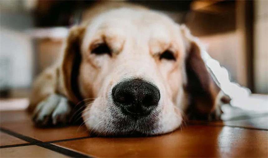 犬が蜂に刺された！症状と対処法を獣医師監修で解説